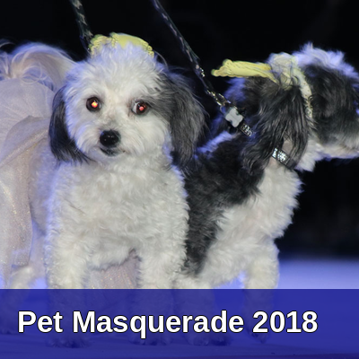 Pet Masquerade 2018 Gallery